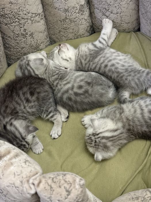 Продам котят шотландцев ,вислоухих