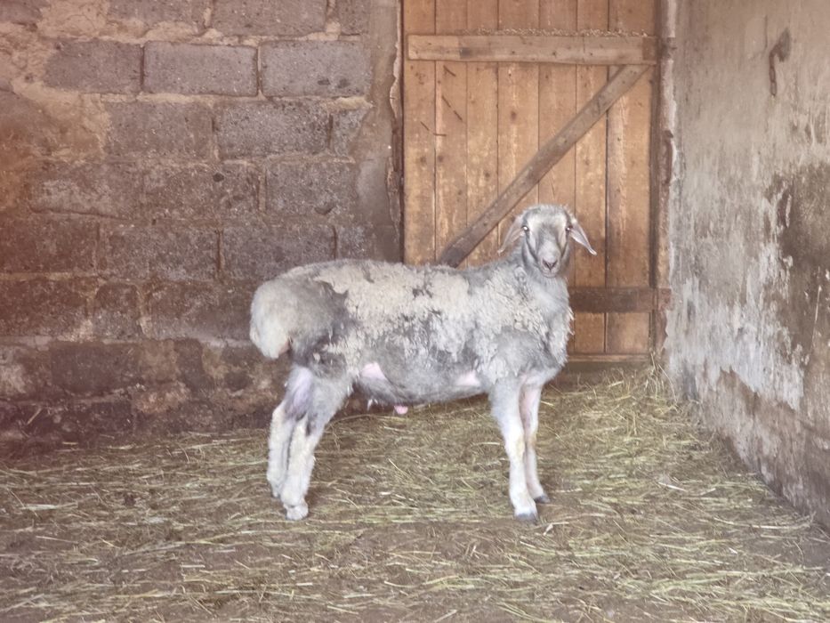 Продам кошкара племенного
