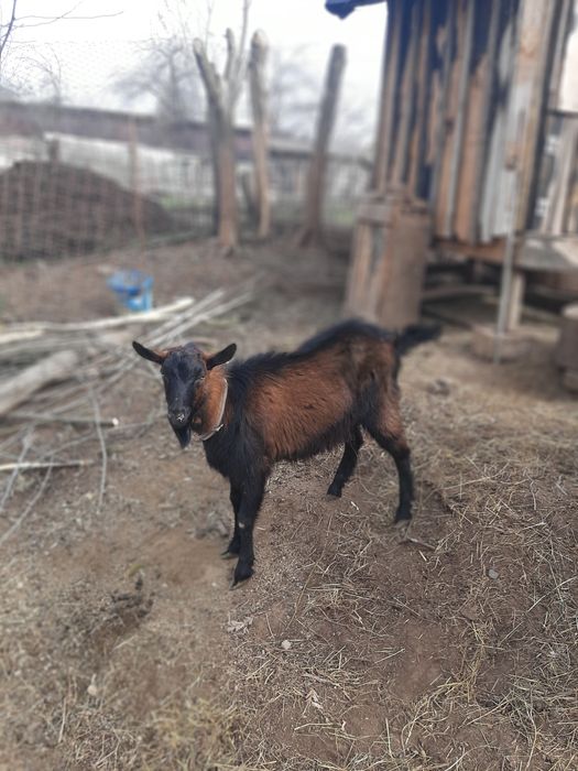 Vând țap alpin 100% de opt luni