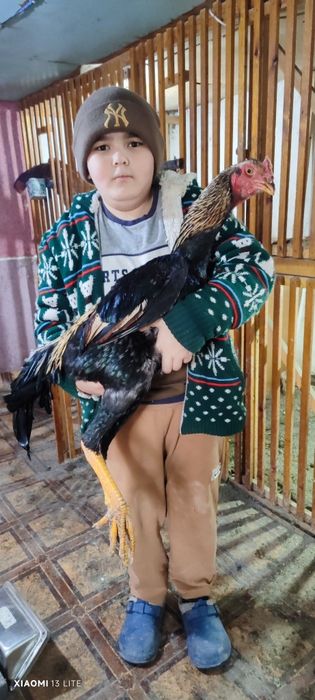 Продаются привозные корейские петухи