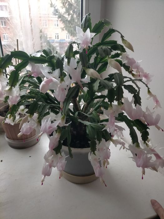 Шлюмбергера(декабрист)