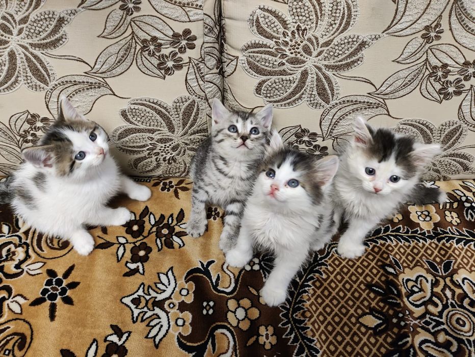 Отдам котят (мальчики)