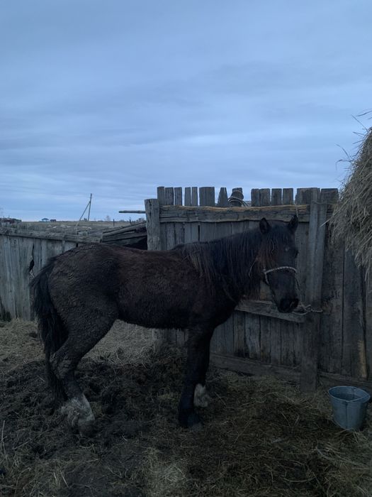 Құнан сатам 3-жылдық бағасына келісеміз