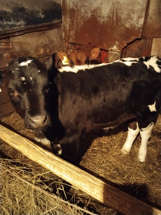 Продам телят бычки