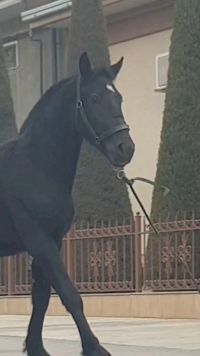 Po'lsha slaska ot sotiladi