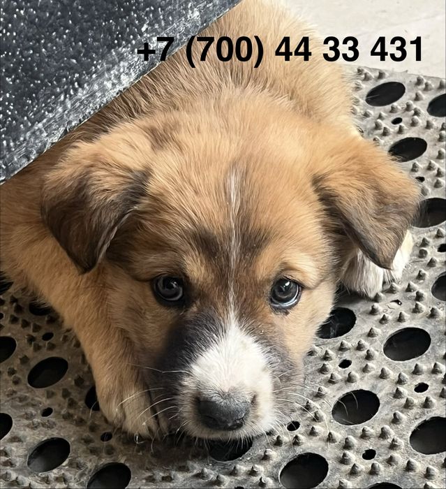 Щенята (девочки)