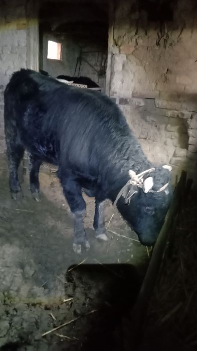 Бука сатылады жагдайын жаксы