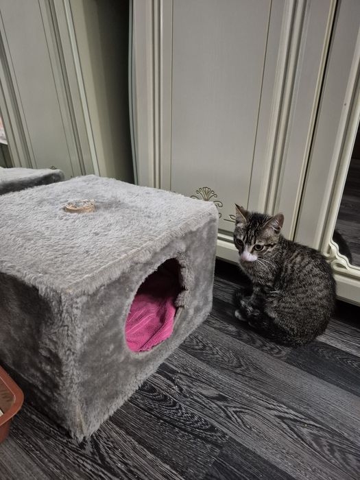Срочно отдам котёнка!