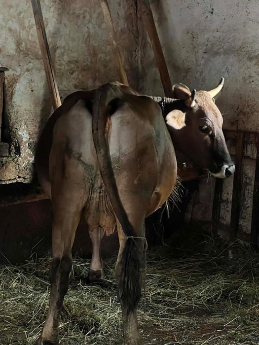 Vacă brună, 4 ani, gestantă în 8 luni cu montă rasa Angus la a doua fătare