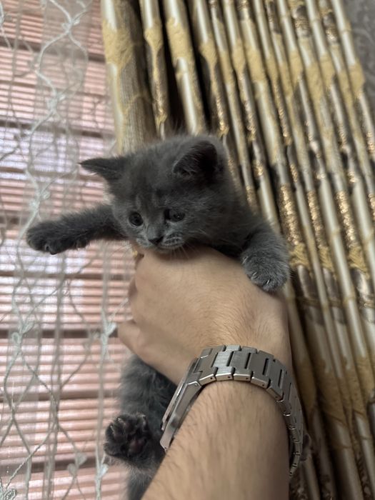 Скоттиш страйт девочка срочно продается