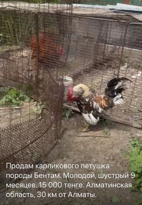 Продам карликового петушка