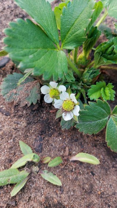 Рассада клубники (Костанай)