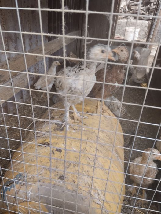 Балапан сатылады