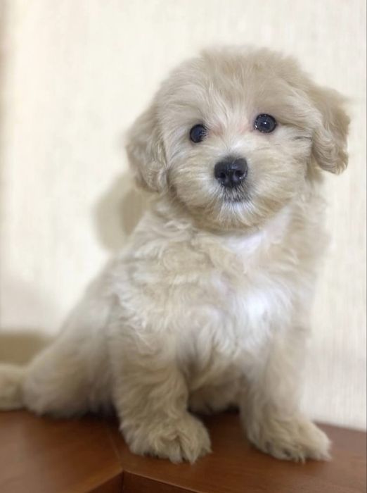 Щенята Мальтипу МИНИ