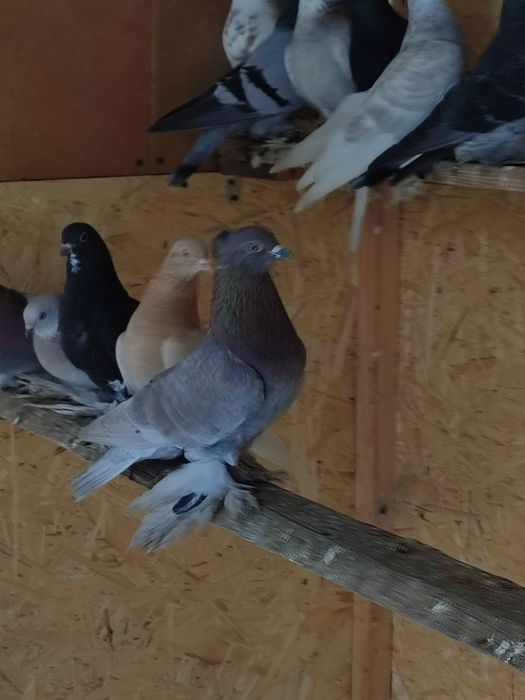 Голубь племенной