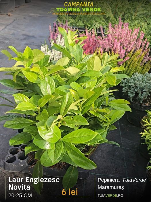 Laur Englezesc Novita 20-25cm  la alveolă