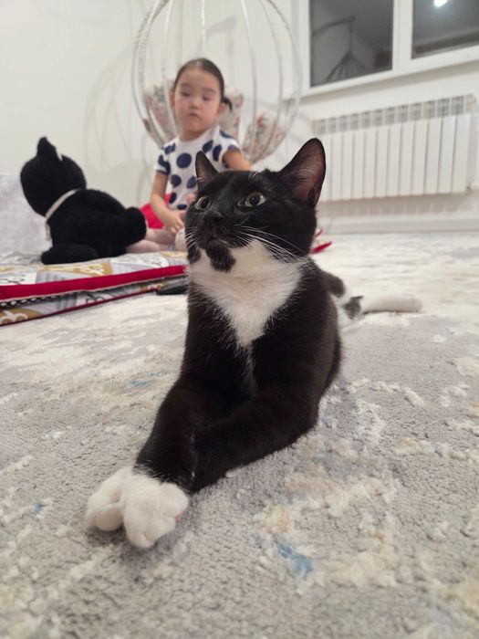 Котёнок 5 месяцев