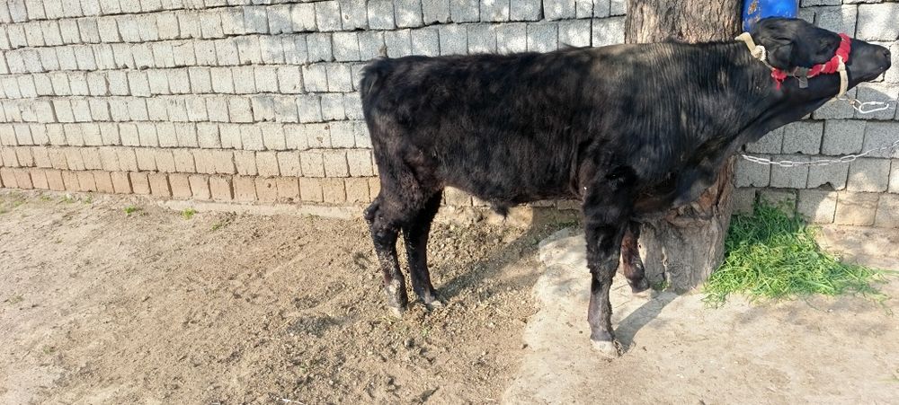 Buqa angus gibrit 7 oyli yeb ichishi yahwi narhi 27mln som