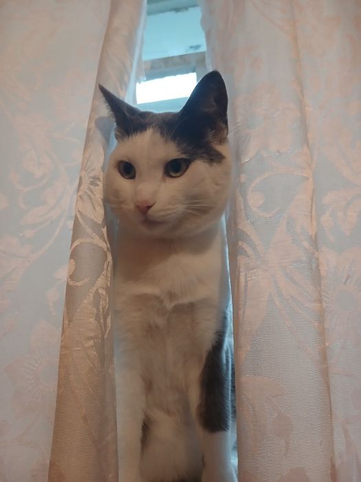 Кот в добрые руки