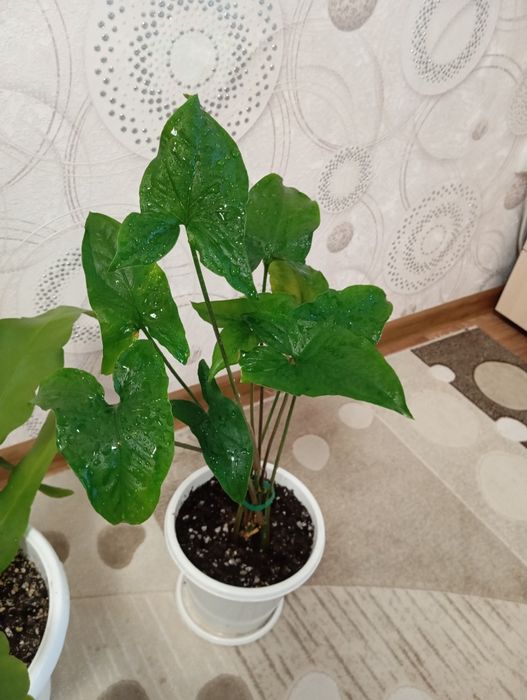 Продам растения для дома