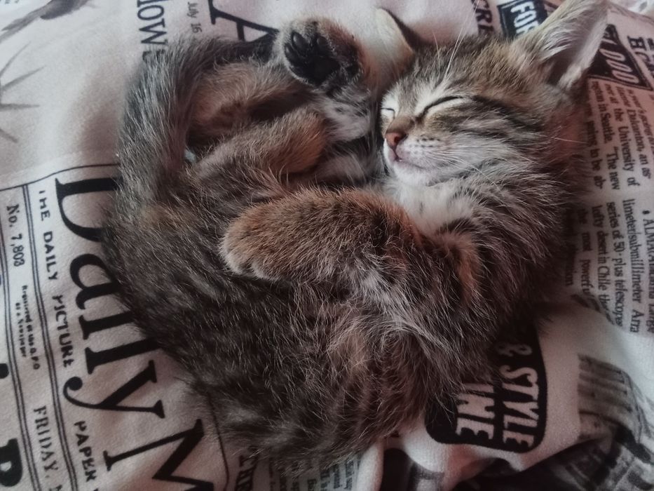 Ищем новый домик, котятам