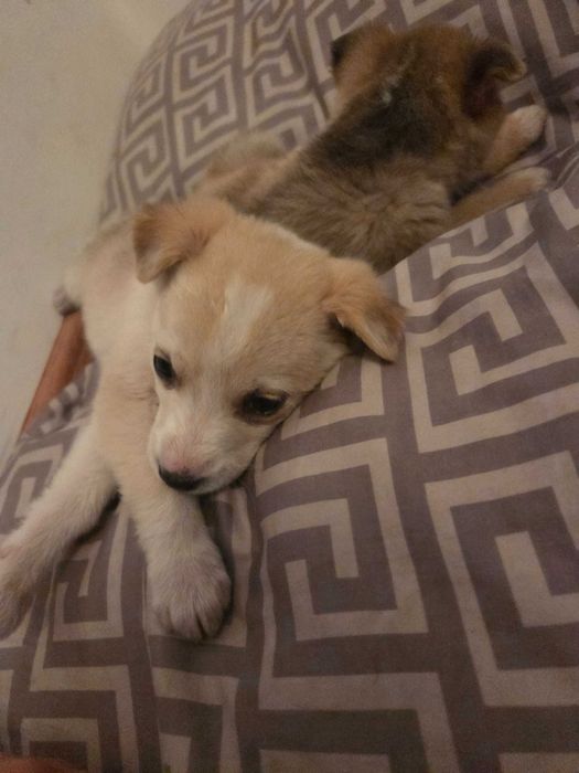 Щенки в добрые руки