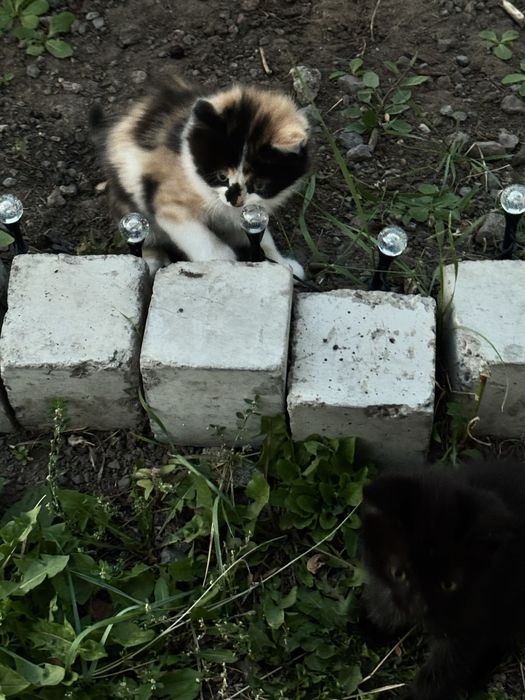 Дарю котят! Доставка
