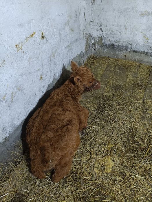 Продам телят телочек