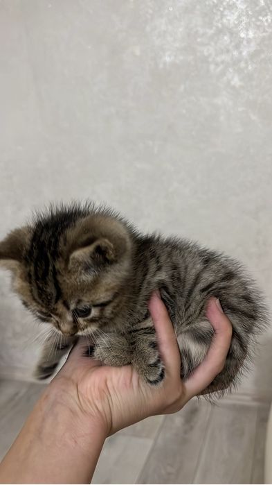 Британский котенок,вислоухие