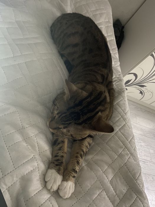 Отдам кота в добрые руки