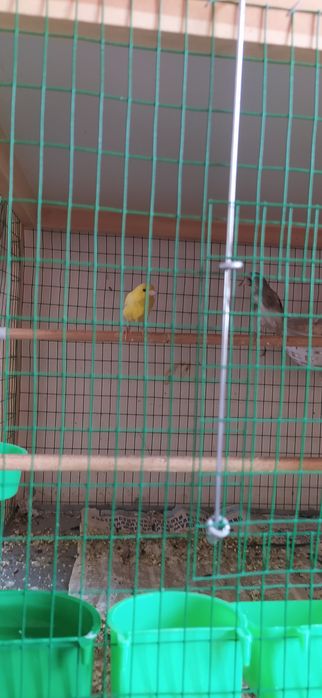 Kanareyka la sotiladi