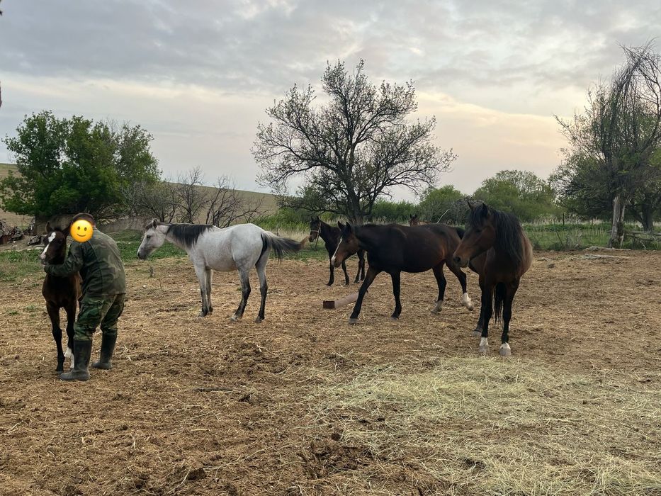 Продаются лошади