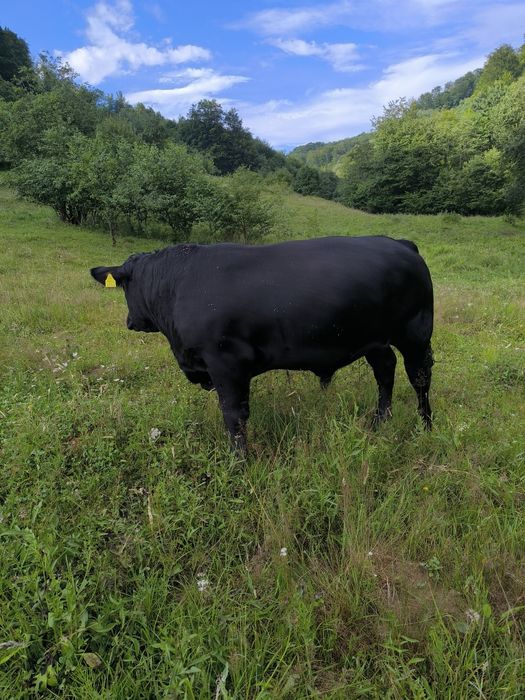 Vând Tăuras  Black ANGUS