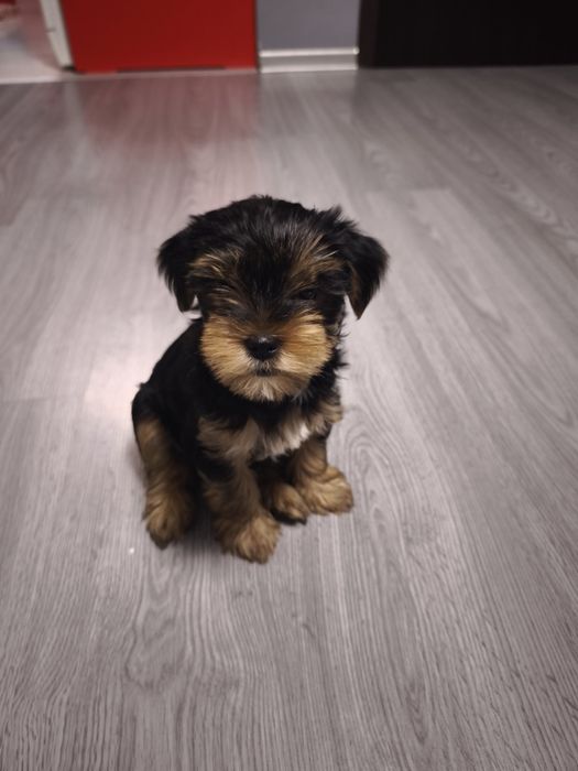 Продавам йоркширски териер