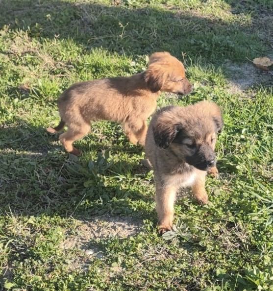 catelusi spre adoptie