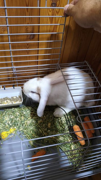 Продам домашний декоративный кролик