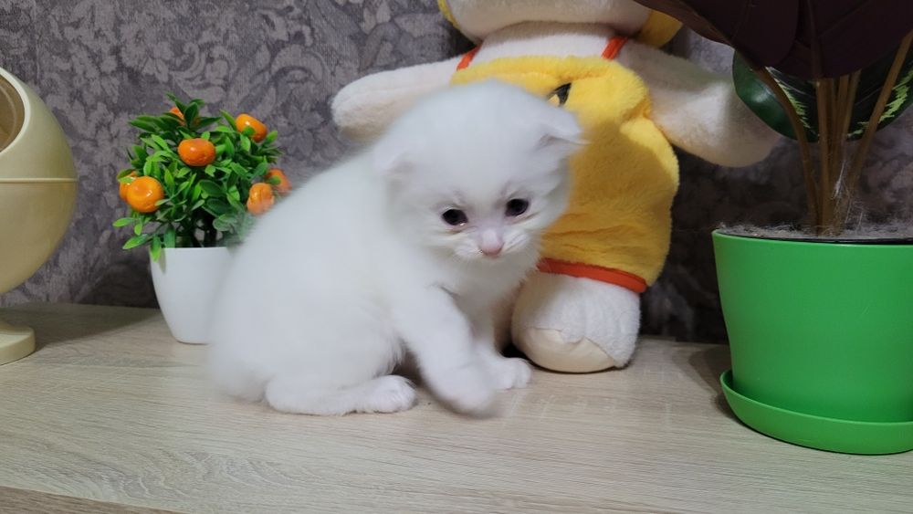 Котята шотландские вислоухие