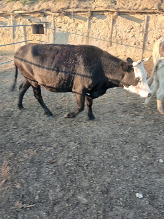 Сиыр сатылады/ Продам корову