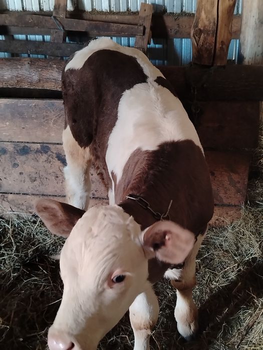 Vand 1 un vitel belgian si o vitea baltata