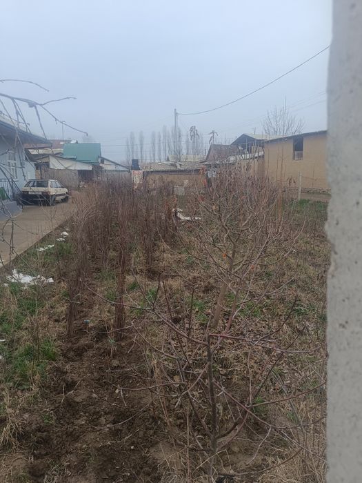 Ko'chat sotaman ishonchli 100 foiz