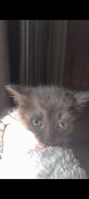 Срочно отдаём котят в добрые руки