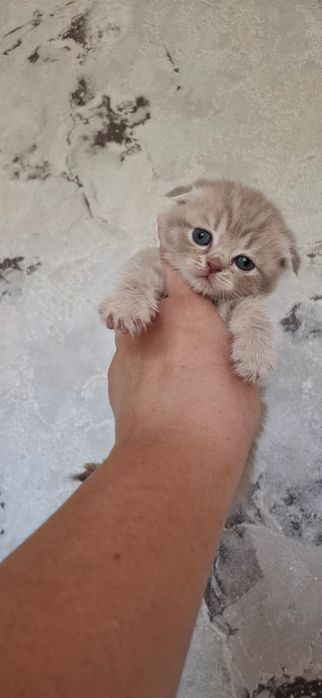 Скоттиш Фолд и Страйт.