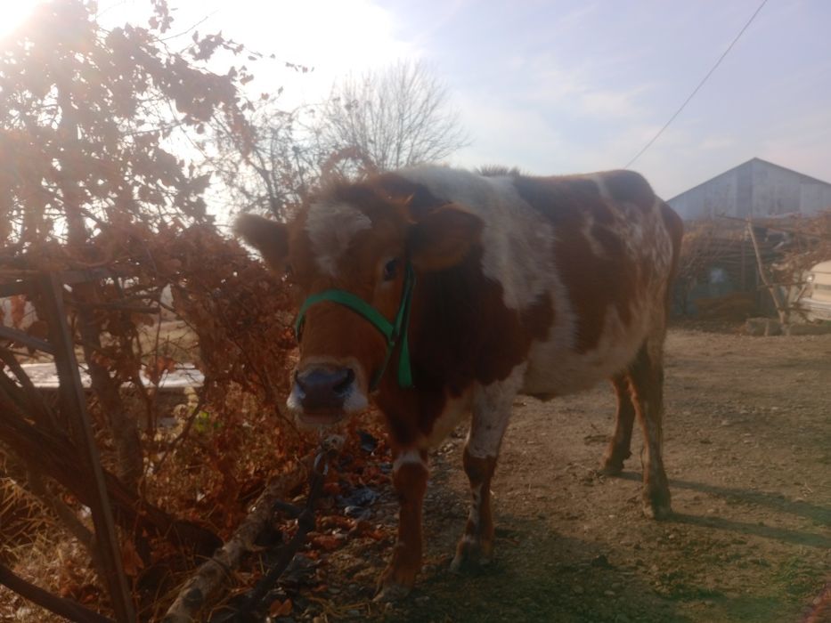 G‘unajin, 7 oylik bug‘o‘z sotiladi