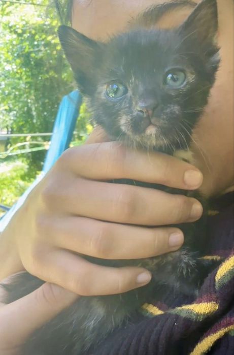 Adopție pisicuțe
