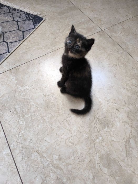 Отдам даром котят