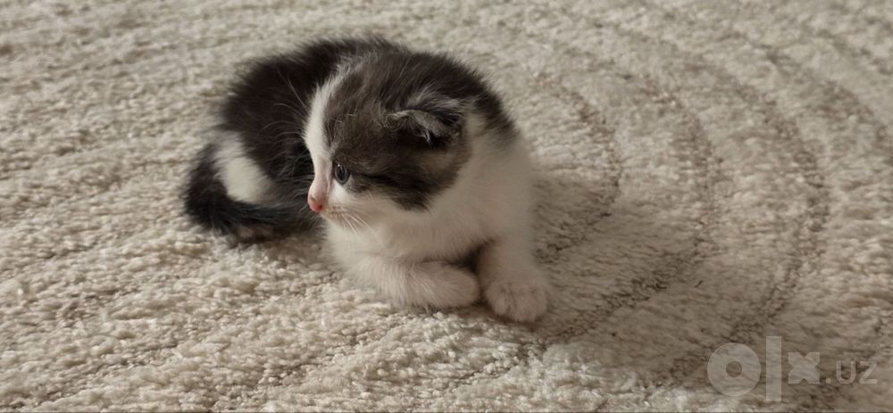 Продаётся котёнки 1 месяц &