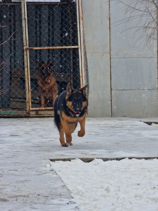 Щенок Немецкой овчарки