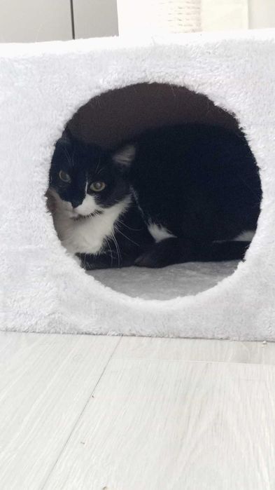 Травмирана котка остава на улицата
