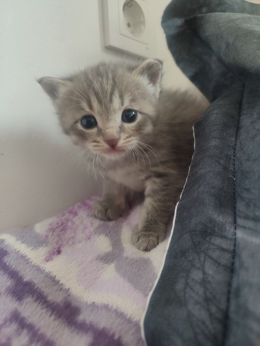 Срочно продается котяты!