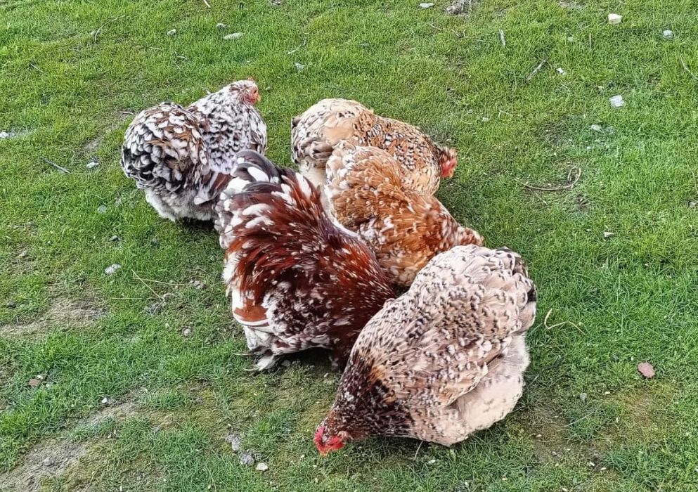 Продам пародных кур и петухов